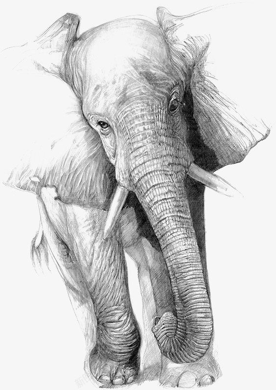 素描大象png免抠素材_新图网 https://ixintu.com 动物 卡通大象 插画 素描 黑白