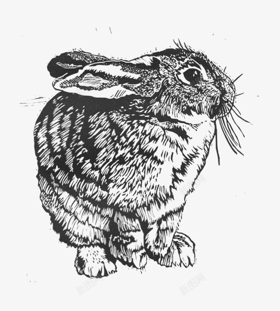 黑白兔子png免抠素材_新图网 https://ixintu.com 兔子 动物 宠物 白描 线条 速写