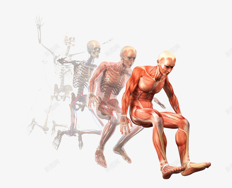 运动的人体肌肉解剖png免抠素材_新图网 https://ixintu.com X线 人类解剖学 拍X光线 肌肉分布 运动模型 运动解剖学