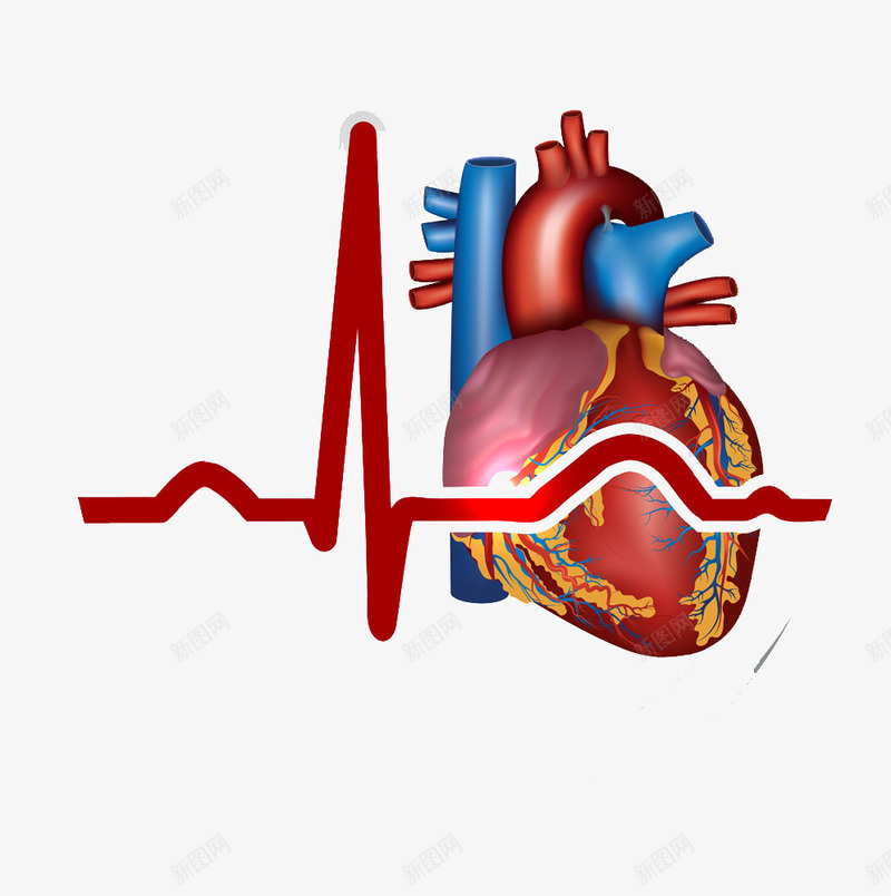 心脏psd免抠素材_新图网 https://ixintu.com 心脏心电图模型医学医疗科学