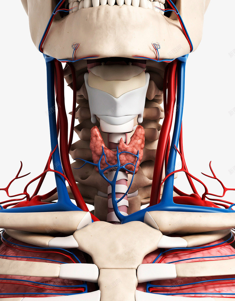 喉咙静脉血管图标png_新图网 https://ixintu.com 人体模型 医疗 甲状腺 静脉血管