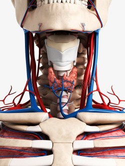人体模型喉咙静脉血管图标高清图片