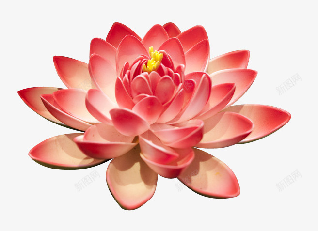 荷花png免抠素材_新图网 https://ixintu.com 盛开 粉色 荷花