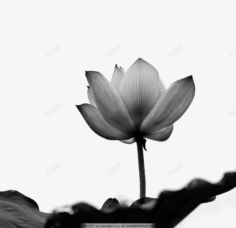 黑白荷花png免抠素材_新图网 https://ixintu.com 好看素材 荷花 黑白素材