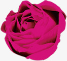 粉色玫瑰护肤宣传彩页素材