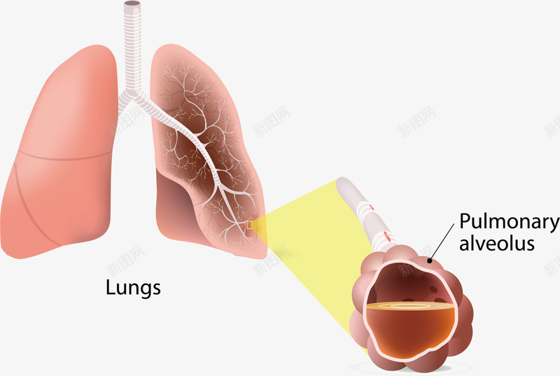 身体发病肺部png免抠素材_新图网 https://ixintu.com 健康 模型 结构组织 肺部 身体器官 身体构造