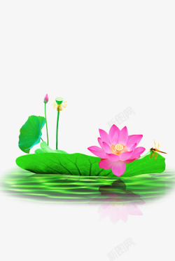 花苞水荷花荷叶高清图片