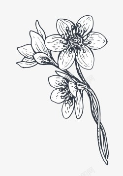 手绘黑白植物花卉素材