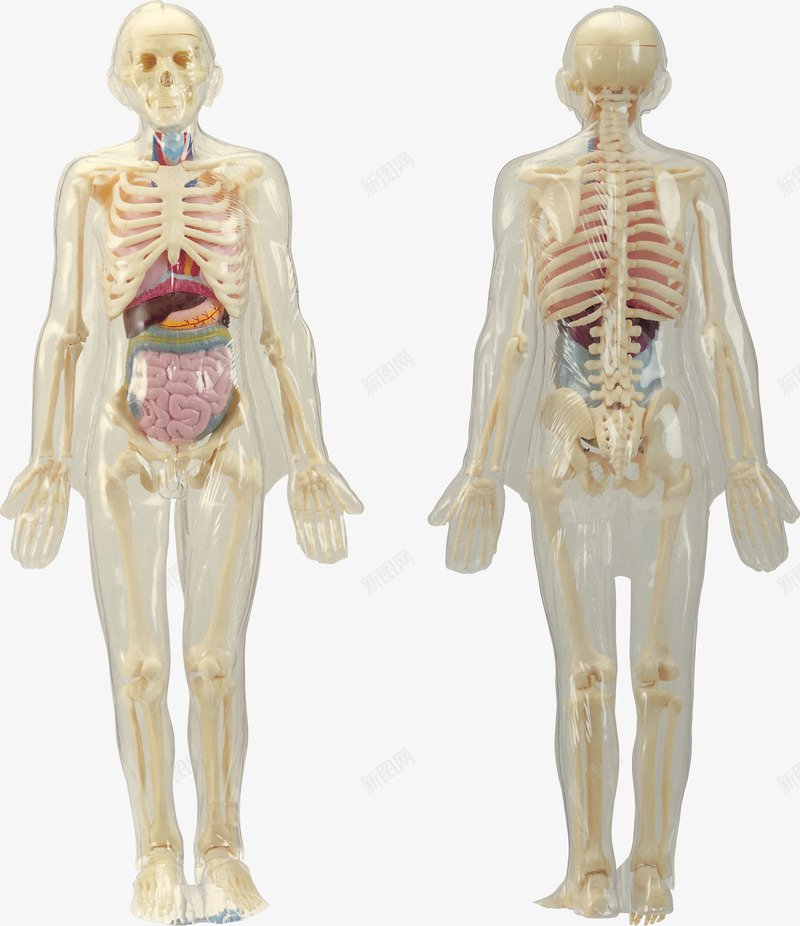 人体骨骼系统模型png免抠素材_新图网 https://ixintu.com 人体肌肉骨骼 人体骨骼 人的骨头 医学 医学模型 医学研究 胰脏 骨骼 骨骼模型