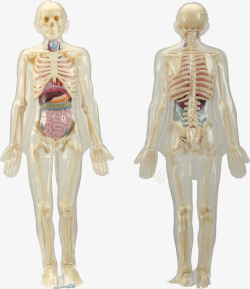 骨骼系统人体骨骼系统模型高清图片
