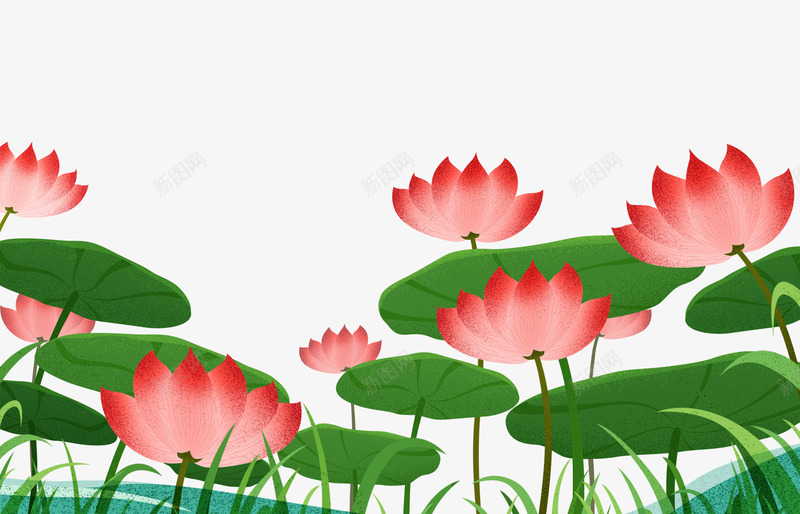 水红色的荷花丛png免抠素材_新图网 https://ixintu.com 植物 水红色的荷花 漂亮 绿色 花朵 荷叶 鲜花