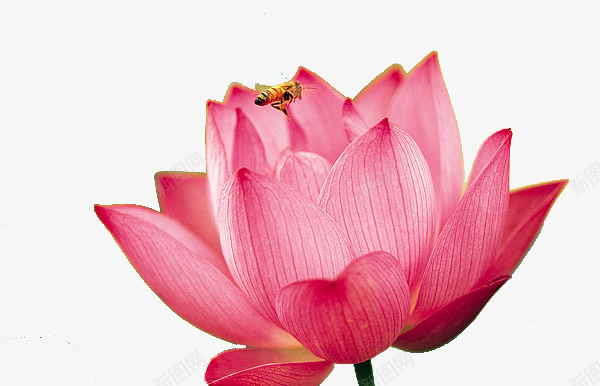 一朵粉色莲花png免抠素材_新图网 https://ixintu.com 盛开的花朵 粉色花朵 荷花 莲花 蜜蜂