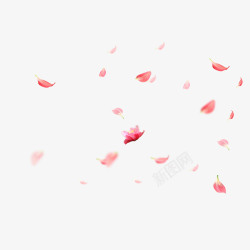 情人节海报飘浮花瓣高清图片