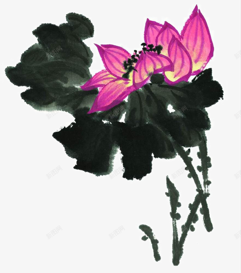 泼墨荷花png免抠素材_新图网 https://ixintu.com 写意 国画花卉 国粹 宣纸画 手绘花草 手绘装饰 水墨国画