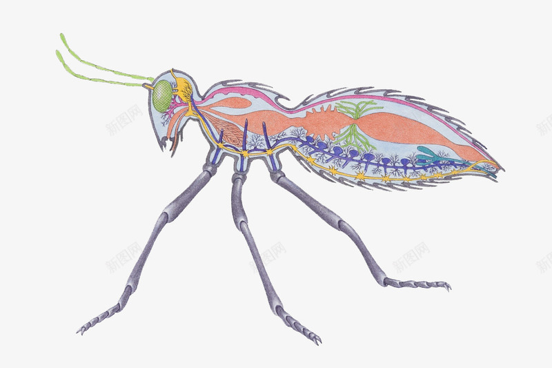蚂蚁器官骨骼结构png免抠素材_新图网 https://ixintu.com 五脏六腑 内脏模型 动物内脏 动物学 医学研究 医疗 器官结构 骨骼模型