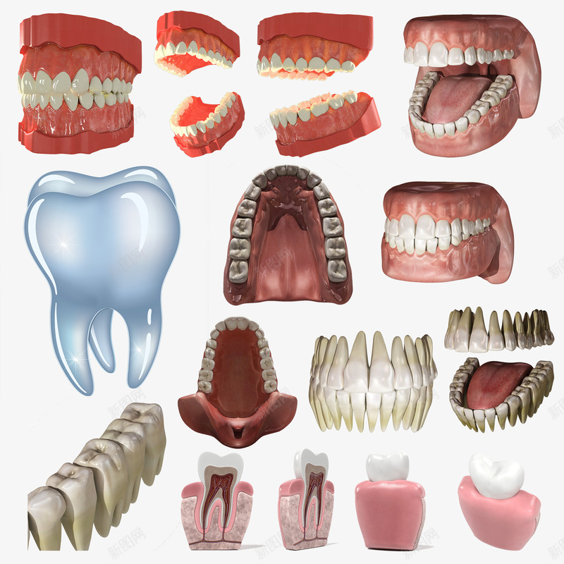 牙齿3d假牙模型psd免抠素材_新图网 https://ixintu.com 3d png 假牙 免费 模型 牙齿