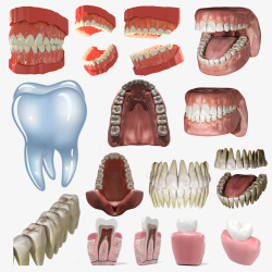 牙齿3d假牙模型素材
