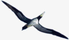 创意在天空中飞翔的海燕png免抠素材_新图网 https://ixintu.com 天空 意在 海燕 清创 飞翔