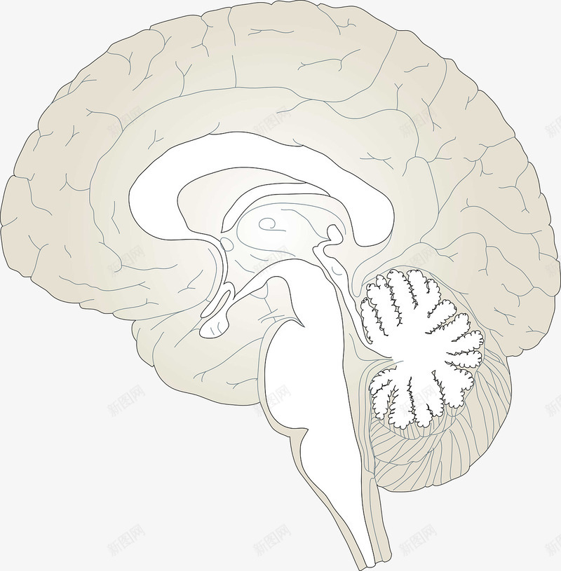 大脑模型png免抠素材_新图网 https://ixintu.com 分析 大脑 模型 研究