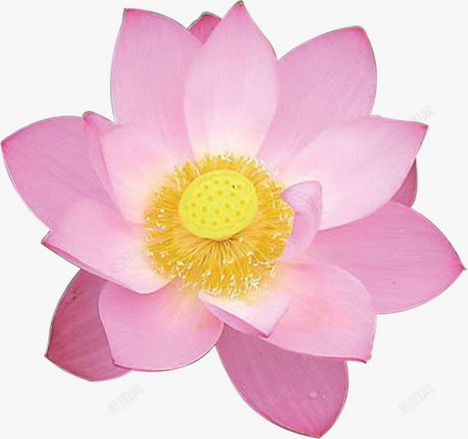 荷花粉红色荷花png免抠素材_新图网 https://ixintu.com 粉红色 荷花