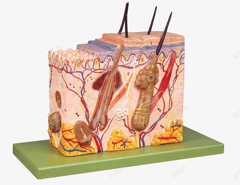 皮肤粉刺细胞效果模型图png免抠素材_新图网 https://ixintu.com 3D细胞模型 毛囊 皮肤结构 细胞 血管