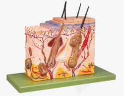 皮肤粉刺细胞效果模型图素材
