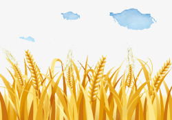 金黄色天空天空下的稻谷农田高清图片