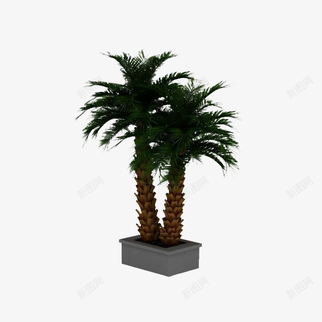 棕榈树盆栽3d模型png免抠素材_新图网 https://ixintu.com 免费png素材 棕树 绿色植物