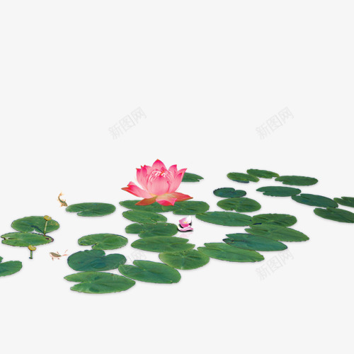 荷花png免抠素材_新图网 https://ixintu.com 背景图 花 花朵 荷叶 荷花 装饰图案
