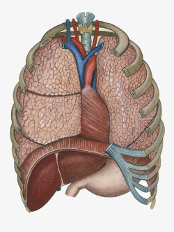 人体器官结构素材