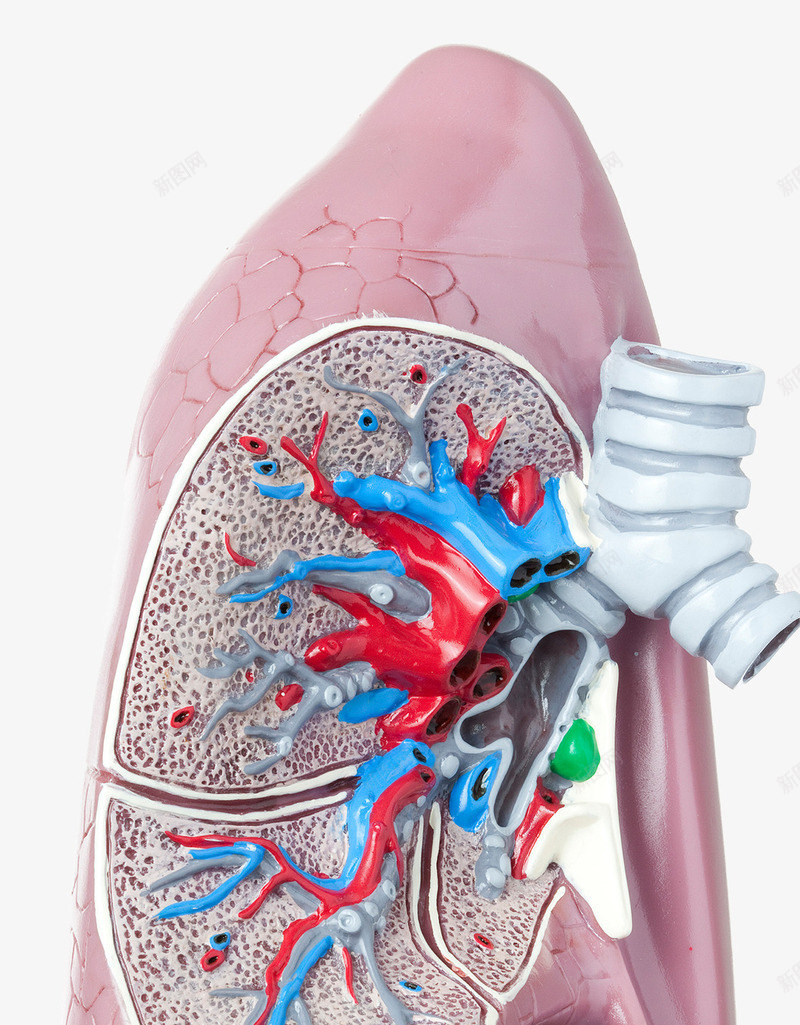 肺部医疗模型图标png_新图网 https://ixintu.com 健康 医疗模型 呼吸道 肺部 静脉血管