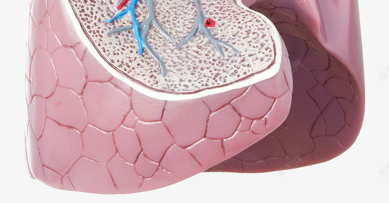 肺部医疗模型图标png_新图网 https://ixintu.com 健康 医疗模型 呼吸道 肺部 静脉血管