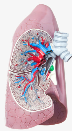 肺部模型肺部医疗模型图标高清图片