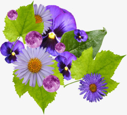 紫色花朵和紫色圆圈素材