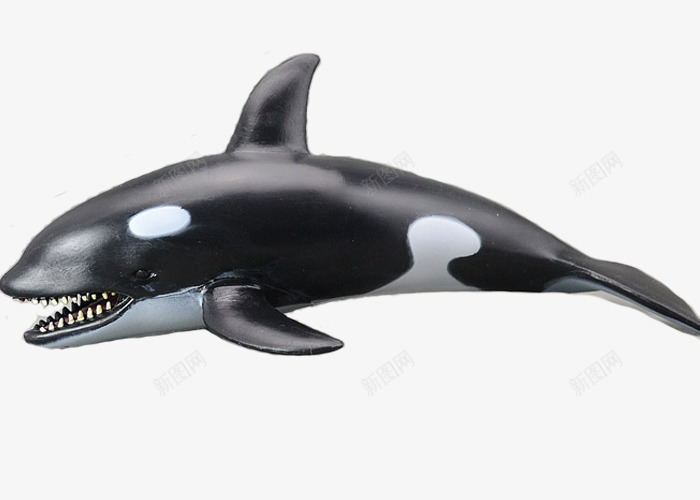3d虎鲸模型png免抠素材_新图网 https://ixintu.com 大嘴 尾巴 皮肤 虎鲸 齿鲸