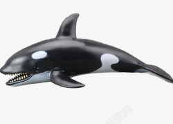 3d虎鲸模型素材