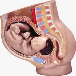 母亲肚子里的胎儿素材