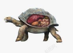动物的内脏乌龟器官结构高清图片
