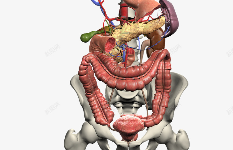 人体器官结构png免抠素材_新图网 https://ixintu.com 五脏六腑 人体内脏模型 内分泌系统 医学研究 医疗 器官结构 生物学
