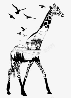 黑白长颈鹿森林和长颈鹿高清图片
