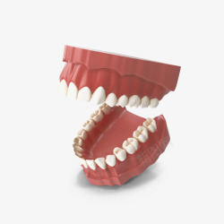 咬合牙齿模型素材