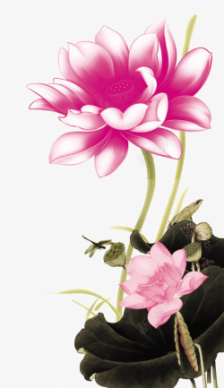国画荷花素材