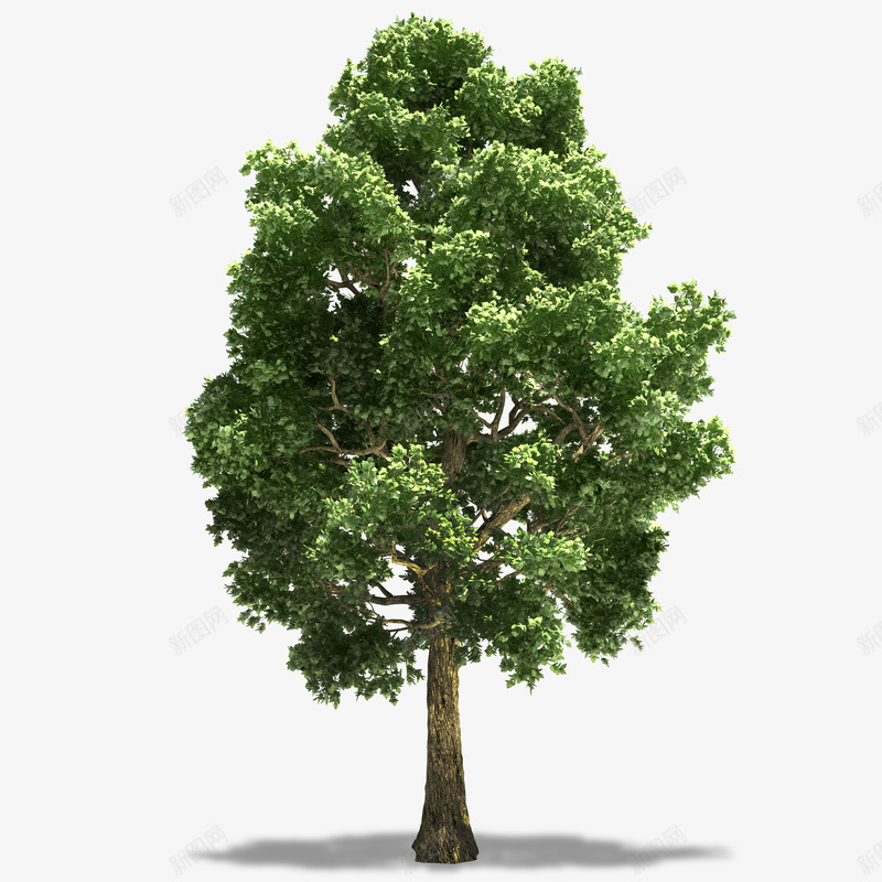 绿色健康茂盛的树png免抠素材_新图网 https://ixintu.com 动漫 卡通手绘 树木 植物 绿色的 茂盛的树