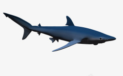 海洋3d鱼类鲸鱼模型素材