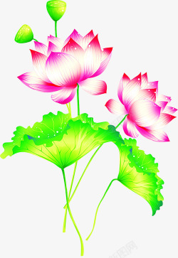 中秋节手绘绿叶粉色荷花素材