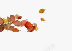 秋天的红色树叶落叶素材