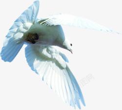 白色和平鸽展翅天空素材