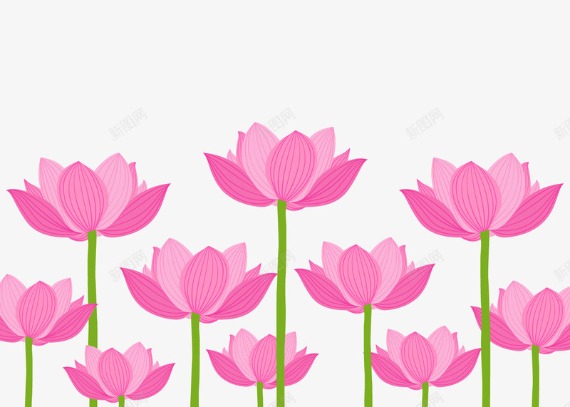 粉色荷花丛png免抠素材_新图网 https://ixintu.com 卡通植物 卡通花朵 粉色荷花 背景装饰 荷花从