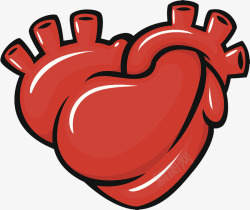 内脏结构手绘心脏器官高清图片