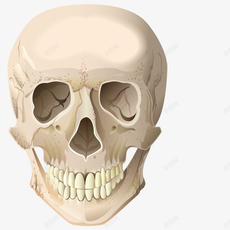 医学研究骷髅头png免抠素材_新图网 https://ixintu.com 头骨 手绘 搞怪 模型 艺术 骨架